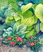 Hostas at Vanderveer