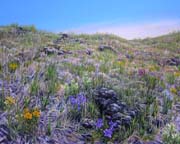 Early Spring