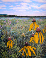 Gray Headed Cone Flowers