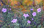 Hairy Wild Petunia
