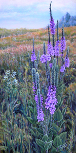 Kish Ke Kosh Prairie