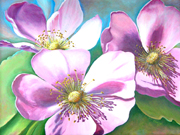 Prairie Rose