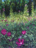 Purple Poppy Mallow