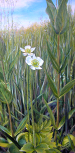 Thimbleweed