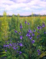 Vervain